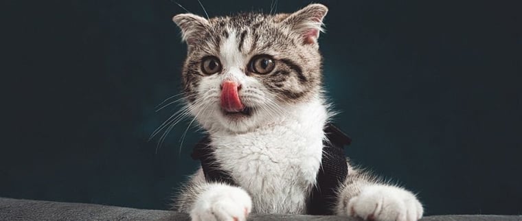 résiliation assurance chat